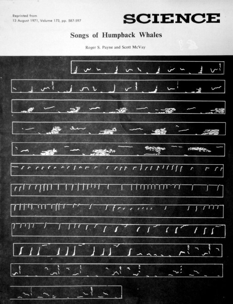 Science Magazine songs of the humpback whale