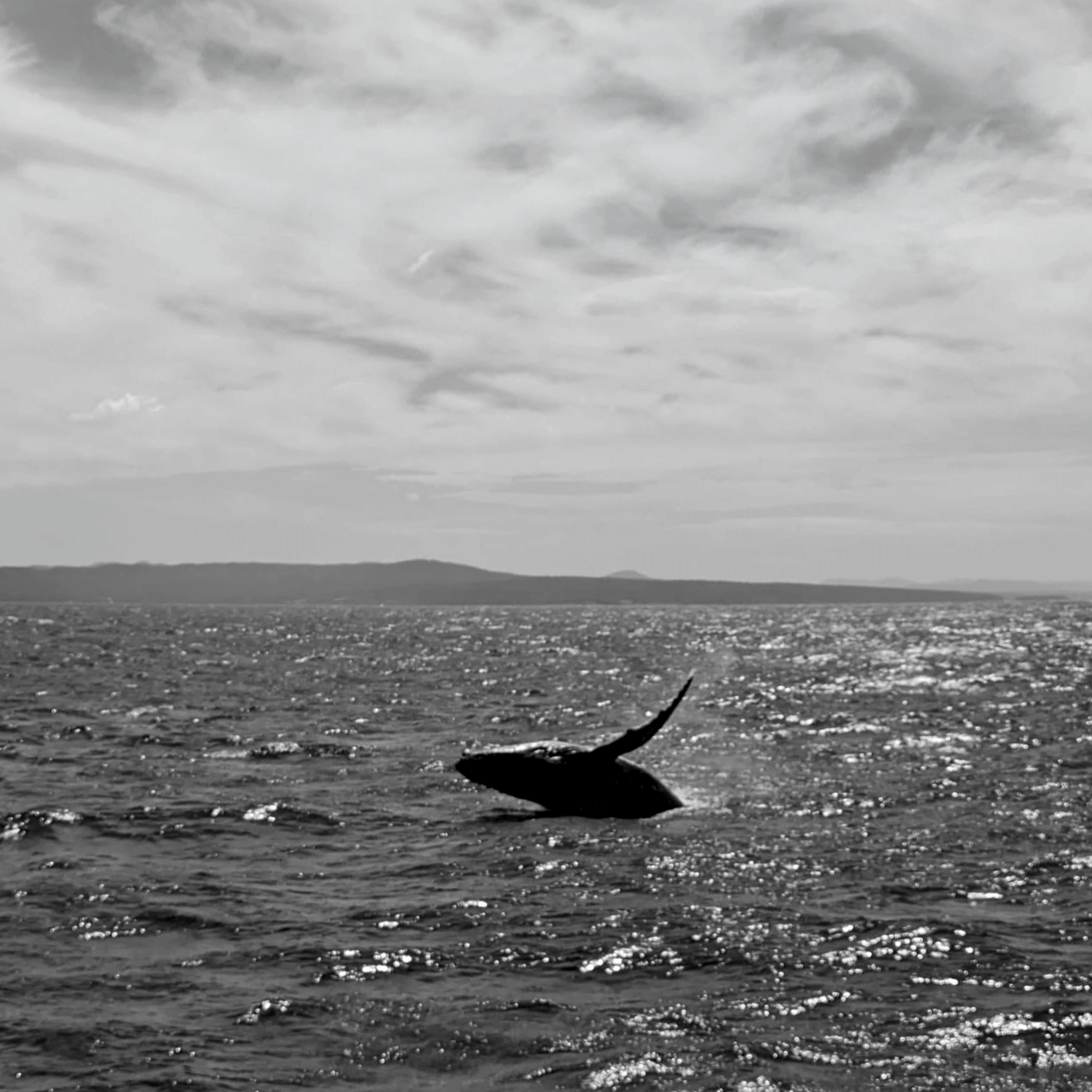 Humpback whale breaching in the pacific ocean