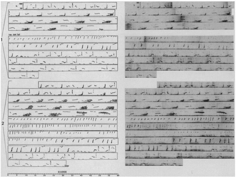 Science Magazine songs of the humpback whale